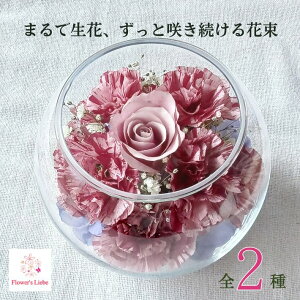 Ċ ͂Ȃԑ {gt[ Mtgy{[Fo J[l[Vz{̉Ԃ hCt[ ɉH ؂ȋLÔԂYɒ܂ ɂS ւs