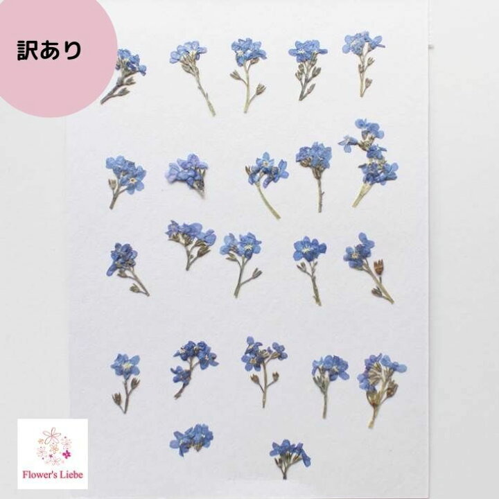 楽天市場 訳あり 押し花 素材 忘れな草 ヘッド部２２本 レジンアクセサリー スマホケース 押し花額 固まるハーバリウム キャンドル クリアフレーム 春の花 人気 青い花 花言葉 夏色 ブルー 爽やか 褪色しない ボタニカル ナチュラル 植物 自然 フラワーズリーベ