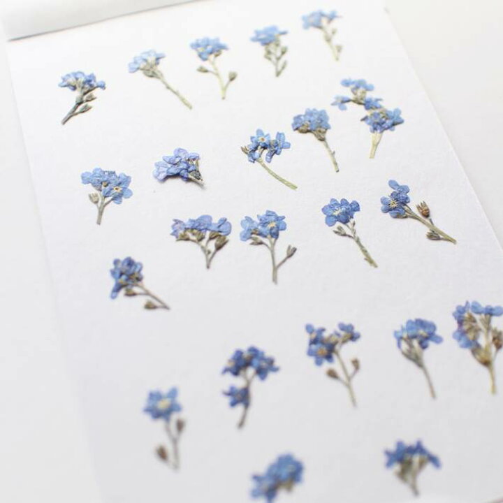 楽天市場 訳あり 押し花 素材 忘れな草 ヘッド部22本 レジンアクセサリー スマホケース 押し花額 固まるハーバリウム キャンドル クリアフレーム 春の花 人気 青い花 花言葉 夏色 ブルー 爽やか 褪色しない ボタニカル ナチュラル 植物 自然 フラワーズリーベ 楽天市場 訳あり 押し花 素材 忘れな草 ヘッド部22本 レジンアクセサリー スマホケース 押し花額 固まるハーバリウム キャンドル クリアフレーム 春の花 人気 青い花 花言葉 夏色 ブルー 爽やか 褪色しない ボタニカル ナチュラル 植物 自然 フラワーズリーベ
