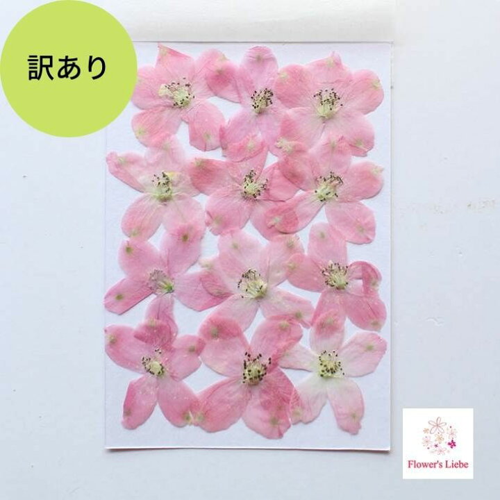 楽天市場 訳あり 押し花 素材 デルフィニウム ピンク レジンアクセサリー スマホケース 押し花額 固まるハーバリウム キャンドル ウエルカムボード 結婚証明書 クリアフレーム 人気 花材 ボタニカル ドライフラワー 自然 フラワーズリーベ