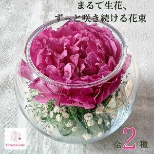 Ċ ͂Ȃԑ {gt[ Mtgy{[F䉖 iVNNjz{̉Ԃ hCt[ ɉH ؂ȋLÔԂYɒ܂ ɂS ւs