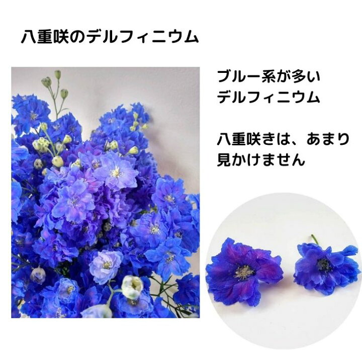 楽天市場 押し花 素材 デルフィニウム 八重咲 アクアマリン レジンアクセサリー スマホケース 押し花額 固まるハーバリウム キャンドル ウエルカムボード 結婚証明書 クリアフレーム 染め 人気 花材 パステルカラー ボタニカル ドライフラワー 自然 青い花 楽天市場 押し花 素材 デルフィニウム 八重咲 アクアマリン レジンアクセサリー スマホケース 押し花額 固まるハーバリウム キャンドル ウエルカムボード 結婚証明書 クリアフレーム 染め 人気 花材 パステルカラー ボタニカル ドライフラワー 自然 青い花