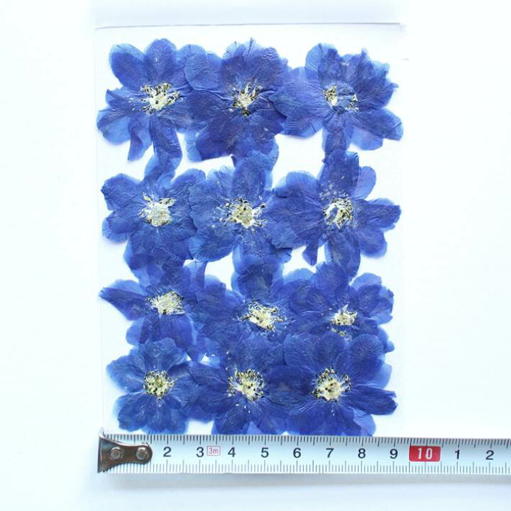 楽天市場 押し花 素材 デルフィニウム 八重咲 アクアマリン レジンアクセサリー スマホケース 押し花額 固まるハーバリウム キャンドル ウエルカムボード 結婚証明書 クリアフレーム 染め 人気 花材 パステルカラー ボタニカル ドライフラワー 自然 青い花 楽天市場 押し花 素材 デルフィニウム 八重咲 アクアマリン レジンアクセサリー スマホケース 押し花額 固まるハーバリウム キャンドル ウエルカムボード 結婚証明書 クリアフレーム 染め 人気 花材 パステルカラー ボタニカル ドライフラワー 自然 青い花