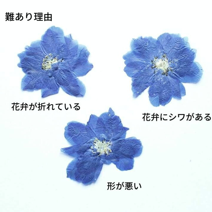 楽天市場 訳あり 押し花 素材 デルフィニウム 八重咲き アクアマリン レジンアクセサリー スマホケース 押し花額 固まるハーバリウム キャンドル ウエルカムボード 結婚証明書 クリアフレーム 染め 人気 花材 ボタニカル ドライフラワー 自然 青い花 フラワーズ