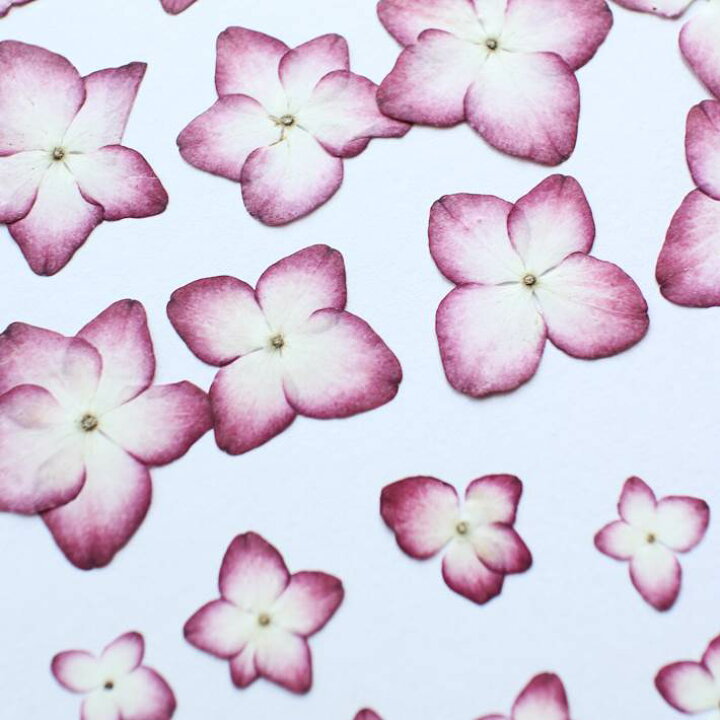 楽天市場 押し花 素材 紫陽花 赤ふちどり ２６枚 レジンアクセサリー スマホケース 押し花額 固まるハーバリウム キャンドル クリアフレーム あじさい アジサイ 人気 レッド ボタニカル ナチュラル 植物 自然 花 濃いピンク フラワーズリーベ