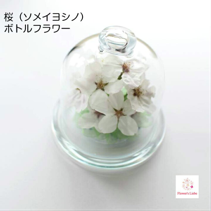 楽天市場 今年の桜 ボトルフラワー ドームグラス さくら 桜 サクラ ソメイヨシノ 敬老の日 ギフト プレゼント 枯れない花 ドライフラワー ナチュラル ボタニカル 自然 本物の花 植物 ガラス 退職 結婚 誕生日 お見舞い お祝い 仏花 お悔やみ 花ギフト
