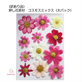 楽天市場 コスモス 花 観葉植物 花 ガーデン Diy の通販