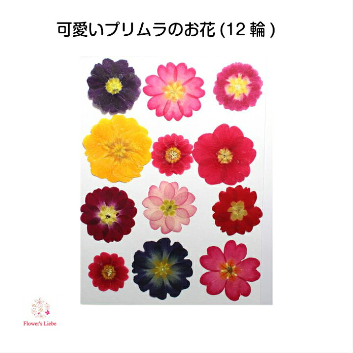 楽天市場 押し花 素材 プリムラ12輪 色mix レジン アクセサリー スマホケース キャンドル 押し花額 結婚証明書 ウエルカムボード クリアフレーム ジュリアン ボタニカル フラワーズリーベ