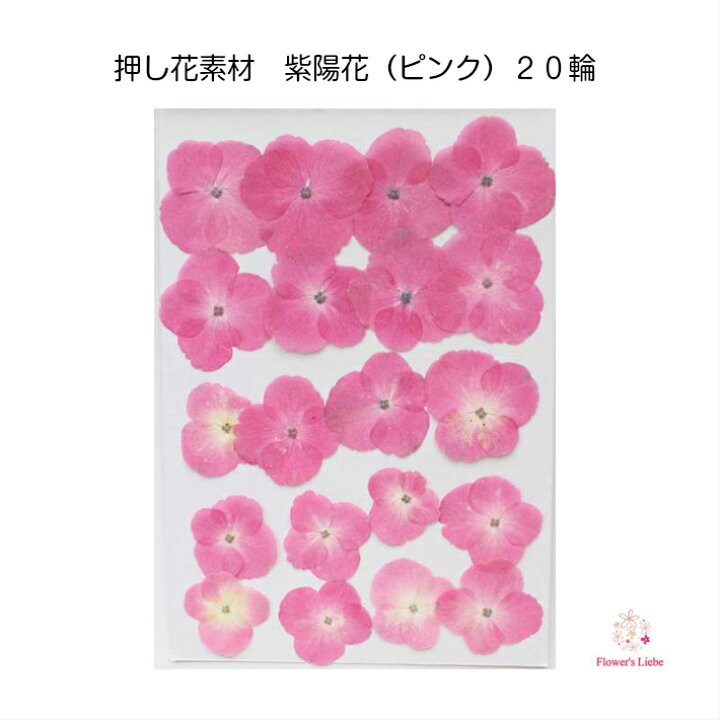 楽天市場 押し花 素材 紫陽花 ピンク ２０輪 レジンアクセサリー スマホケース 押し花額 固まるハーバリウム キャンドル ウエルカムボード クリアフレーム 人気 花材 パステルカラー ボタニカル ドライフラワー 自然 アジサイ あじさい フラワーズリーベ