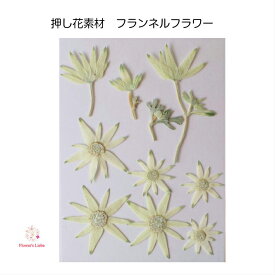 楽天市場 フランネルフラワー 花 観葉植物用品 花 観葉植物 花 ガーデン Diyの通販
