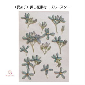 楽天市場 ブルースター 押し花の通販 楽天市場 ブルースター 押し花の通販
