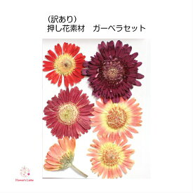 楽天市場 押し花 素材送料無料の通販