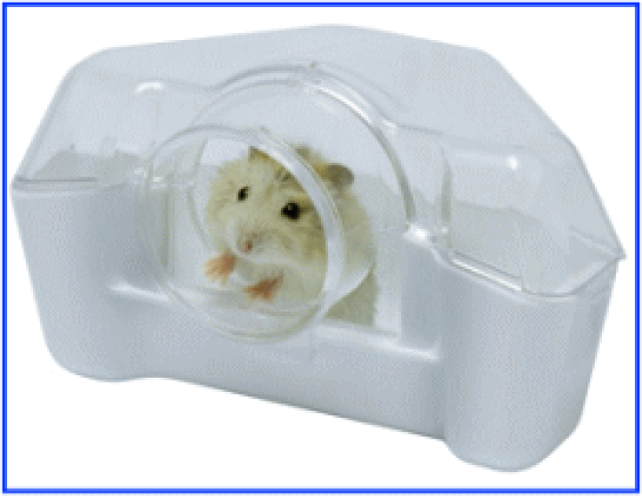 初売り 送料無料 陶器部屋付き ハムスター飼育キット4点セット かご おり Www Qiraatafrican Com