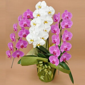 Ӓ 3{  ~bNX  sN  j ړ]j JXj ACj J@j JƏj Nj ij ސEj Ij a җ Ď    蕨 Yn 