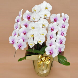 Ӓ  3{ ~bNX   ԃbv  j ړ]j JXj ACj J@j JƏj Nj ij ސEj Ij a җ Ď    蕨 Yn