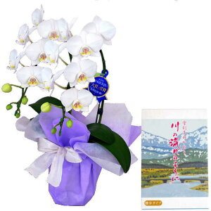 生花 ミディ胡蝶蘭の通販 価格比較 価格 Com