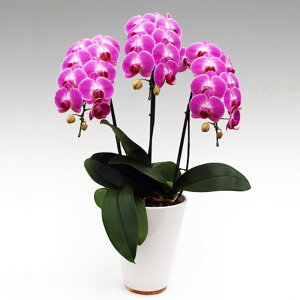 ~fB Ӓ 3{ LfB[vZX j ړ]j JXj ACj J@j JƏj Nj ij ސEj Ij a җ Ď   䋟  Yn