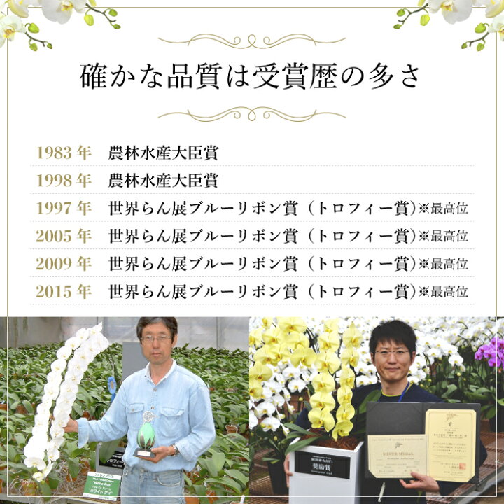 楽天市場 ポイント10倍 特選 ミディ胡蝶蘭 黄色 ザルツマン 5本立ち ブルー系 二重ラッピング仕立て 森田洋蘭園 お祝い ギフト フラワーショップ乃木坂 胡蝶蘭
