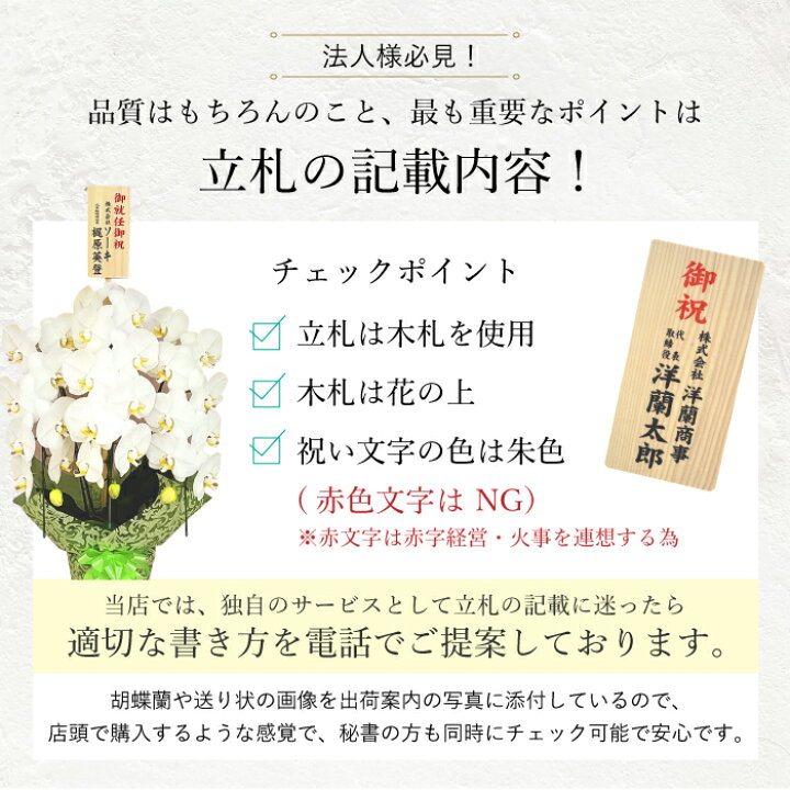 楽天市場 ポイント10倍 ミディ胡蝶蘭 アマビリス 3本立ち 白色 ダブルラッピング仕立て 森田洋蘭園 フラワーショップ乃木坂 胡蝶蘭