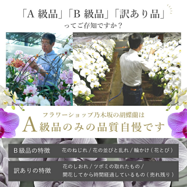 楽天市場 ポイント10倍 ミディ胡蝶蘭 アマビリス 3本立ち 白色 ダブルラッピング仕立て 森田洋蘭園 フラワーショップ乃木坂 胡蝶蘭
