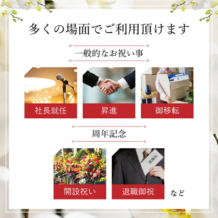 楽天市場 ポイント10倍 ミディ胡蝶蘭 アマビリス 3本立ち 白色 ダブルラッピング仕立て 森田洋蘭園 フラワーショップ乃木坂 胡蝶蘭