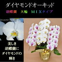 胡蝶蘭 お祝い 3本立ち ミックス 白 白 赤リップ 寄せ ダイヤモンド オーキッド 大輪 ギフト