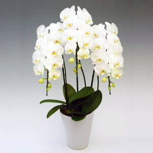 Ӓ  3{ _ChX^[  j ړ]j JXj ACj J@j JƏj Nj ij ސEj Ij a җ Ď   䋟   