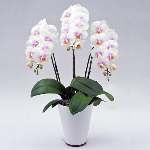 ~fB Ӓ 3{ t@[Xgu sN j ړ]j JXj ACj J@j JƏj Nj ij ސEj Ij a җ Ď   䋟   