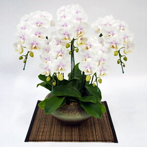 ~fB Ӓ a ܂ǂ 5{ t@[Xgu sNj ړ]j JXj ACj J@j JƏj Nj ij ސEj Ij a җ Ď   䋟 