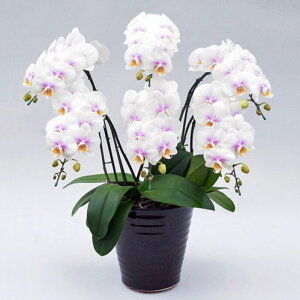 ~fB Ӓ 6{ t@[Xgu sNj ړ]j JXj ACj J@j JƏj Nj ij ސEj Ij a җ Ď   䋟  t[