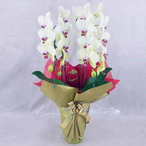 �Ӓ��� ����� �S�[���f���G�C�W 2�{���� ���F �C�G���[ ���j�� �ړ]�j�� �J�X�j�� �A�C�j�� �J�@�j�� �J�Əj�� ���N�j�� ���i�j�� �ސE�j�� ���I�j�� �a���� �җ� �Ď� ���� ������ �䋟 �Y