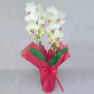 �Ӓ��� ����� �S�[���f���G�C�W 2�{���� ���F �C�G���[ ���j�� �ړ]�j�� �J�X�j�� �A�C�j�� �J�@�j�� �J�Əj�� ���N�j�� ���i�j�� �ސE�j�� ���I�j�� �a���� �җ� �Ď� ���� ������ �䋟 �Y