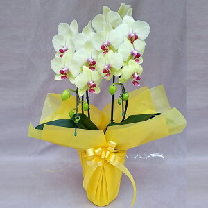 �Ӓ��� ����� �S�[���f���G�C�W 2�{���� ���F �C�G���[ ���j�� �ړ]�j�� �J�X�j�� �A�C�j�� �J�@�j�� �J�Əj�� ���N�j�� ���i�j�� �ސE�j�� ���I�j�� �a���� �җ� �Ď� ���� ������ �䋟 �Y