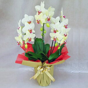 �Ӓ��� ����� �S�[���f���G�C�W 3�{���� ���F �C�G���[ ���j�� �ړ]�j�� �J�X�j�� �A�C�j�� �J�@�j�� �J�Əj�� ���N�j�� ���i�j�� �ސE�j�� ���I�j�� �җ� �Ď� ���� �Y�n���� �ʐ^���M ���D