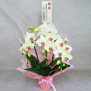 �Ӓ��� ����� �S�[���f���G�C�W 3�{���� ���F �C�G���[ �؎D ��j ���j�� �ړ]�j�� �J�X�j�� �A�C�j�� �J�@�j�� �J�Əj�� ���N�j�� ���i�j�� �ސE�j�� ���I�j�� �җ� �Ď� ���� �Y�n���� ��