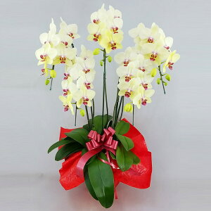 �Ӓ��� ����� �S�[���f���G�C�W 5�{���� ���F �C�G���[ ���j�� �ړ]�j�� �J�X�j�� �A�C�j�� �J�@�j�� �J�Əj�� ���N�j�� ���i�j�� �ސE�j�� ���I�j�� �җ� �Ď� ���� �Y�n���� �ʐ^���M ���D