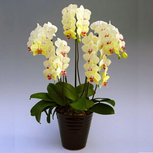 �Ӓ��� ����� �S�[���f���G�C�W 5�{���� ���F �C�G���[ ���j�� �ړ]�j�� �J�X�j�� �A�C�j�� �J�@�j�� �J�Əj�� ���N�j�� ���i�j�� �ސE�j�� ���I�j�� �җ� �Ď� ���� �Y�n���� �ʐ^���M ���D