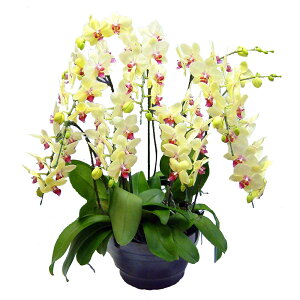 �Ӓ��� ����� �S�[���f���G�C�W 7�{���� ���F �C�G���[ ���j�� �ړ]�j�� �J�X�j�� �A�C�j�� �J�@�j�� �J�Əj�� ���N�j�� ���i�j�� �ސE�j�� ���I�j�� �җ� �Ď� ���� �Y�n���� �ʐ^���M ���D