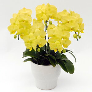 �~�f�B �Ӓ��� �S�[���f�����C�t 5�{���� ���F �C�G���[ ���j�� �ړ]�j�� �J�X�j�� �A�C�j�� �J�@�j�� �J�Əj�� ���N�j�� ���i�j�� �ސE�j�� ���I�j�� �җ� �Ď� ���� �Y�n���� �ʐ^���M ���D