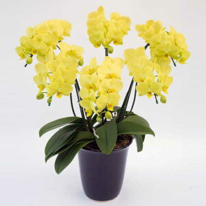 �~�f�B �Ӓ��� �S�[���f�����C�t 6�{���� ���F �C�G���[ ���j�� �ړ]�j�� �J�X�j�� �A�C�j�� �J�@�j�� �J�Əj�� ���N�j�� ���i�j�� �ސE�j�� ���I�j�� �җ� �Ď� ���� �Y�n���� �ʐ^���M ���D