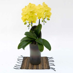 �~�f�B �Ӓ��� ������ �S�[���f�����C�t 2�{���� ���F �C�G���[ ���j�� �ړ]�j�� �J�X�j�� �A�C�j�� �J�@�j�� �J�Əj�� ���N�j�� ���i�j�� �ސE�j�� ���I�j�� �җ� �Ď� ���� �Y�n���� �ʐ^��