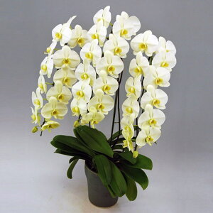 Ӓ 3{ O[A[X CG[ O[ ړ]j JXj ACj J@j JƏj Nj ij ސEj Ij җ Ď  Yn ʐ^M D bsO