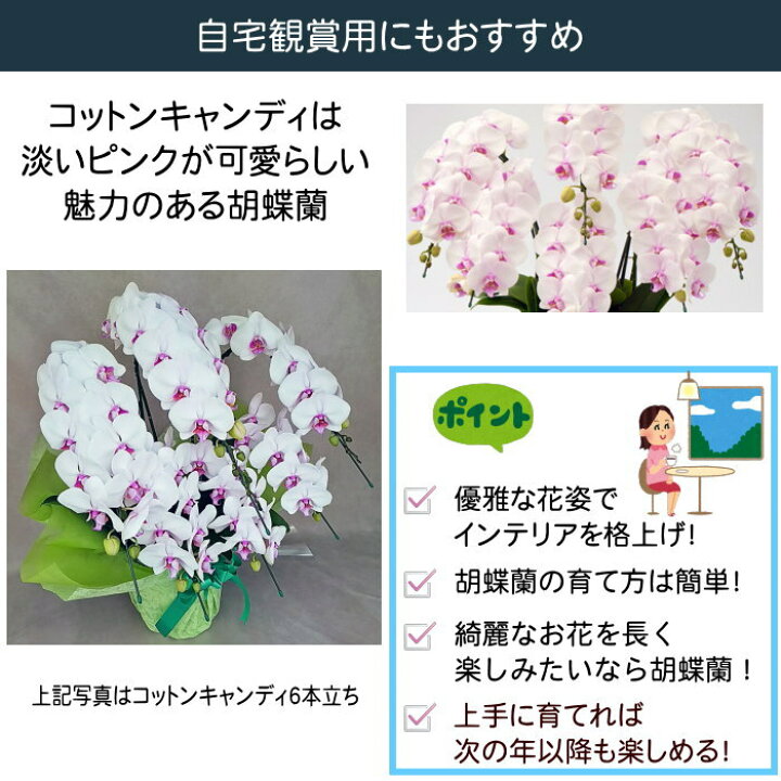 楽天市場 ポイント10倍 胡蝶蘭 中大輪 コットンキャンディ 3本立ち ダブルラッピング仕立て フラワーショップ乃木坂 胡蝶蘭 楽天市場 ポイント10倍 胡蝶蘭 中大輪 コットンキャンディ 3本立ち ダブルラッピング仕立て フラワーショップ乃木坂 胡蝶蘭