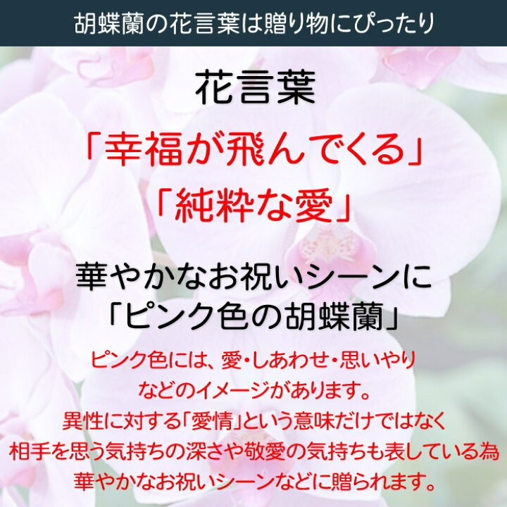 楽天市場 ポイント10倍 胡蝶蘭 1本立ち ピンク系 小輪 マイクロ ミニ フラワーショップ乃木坂 胡蝶蘭