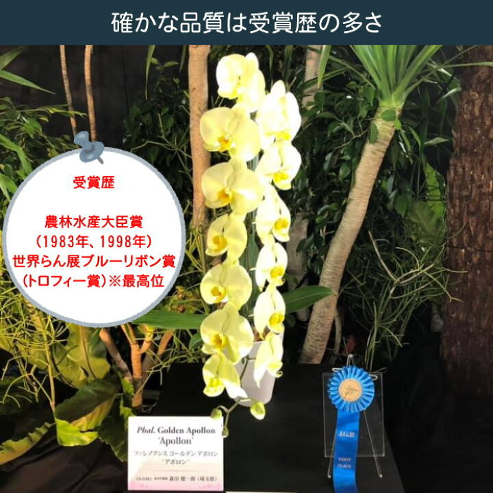 楽天市場 ポイント10倍 胡蝶蘭 中大輪 コットンキャンディ 6本立ち 赤リップ色 グリーン系 ダブルラッピング仕立て 森田洋蘭園 フラワーショップ乃木坂 胡蝶蘭