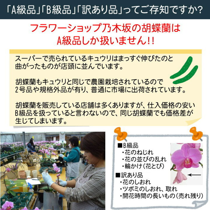 楽天市場 ポイント10倍 胡蝶蘭 1本立ち ピンク系 小輪 マイクロ ミニ フラワーショップ乃木坂 胡蝶蘭