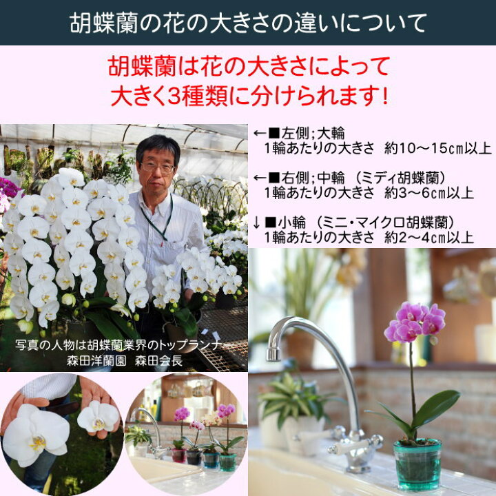 楽天市場 ポイント10倍 胡蝶蘭 1本立ち ピンク系 小輪 マイクロ ミニ フラワーショップ乃木坂 胡蝶蘭