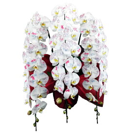 楽天市場 胡蝶蘭 ラメの通販