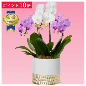 あす楽【ポイント10倍】ミディ胡蝶蘭 3本立ち 白色 ピンク色 ボーダーゴールド鉢