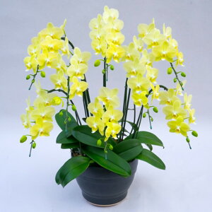 �~�f�B�Ӓ��� ����֌n ���C�����C�g 8�{���� ���F �C�G���[ ���j�� �ړ]�j�� �J�X�j�� �A�C�j�� �J�@�j�� �J�Əj�� ���N�j�� ���i�j�� �ސE�j�� ���I�j�� �a���� �җ� �Ď� ���� ������ �䋟